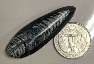 400 Million Year Old Orthoceras Fossil (l1515)