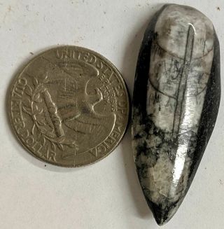 400 Million Year Old Orthoceras Fossil (e178)