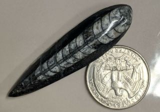 400 Million Year Old Orthoceras Fossil (l1513)