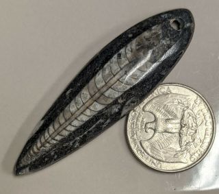Drilled For Pendant 400 Million Year Old Orthoceras Fossil (l1518)