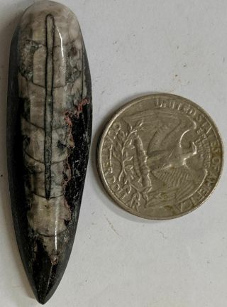 400 Million Year Old Orthoceras Fossil (e114)