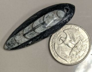 Drilled For Pendant 400 Million Year Old Orthoceras Fossil (l1517)