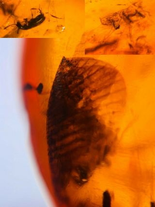 Beetle&fly Bug&wings Burmite Myanmar Burmese Amber Insect Fossil Dinosaur Age