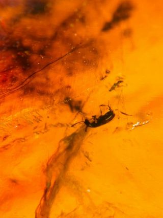 beetle&fly bug&wings Burmite Myanmar Burmese Amber insect fossil dinosaur age 2