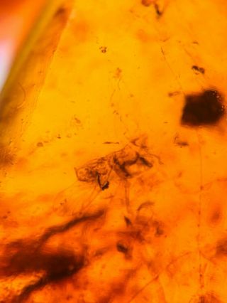 beetle&fly bug&wings Burmite Myanmar Burmese Amber insect fossil dinosaur age 3