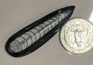 400 Million Year Old Orthoceras Fossil (l1514)