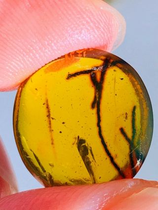 0.  73g Unknown Fly&pine Needles Burmite Myanmar Amber Insect Fossil Dinosaur Age