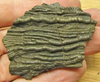 Rare Pyrite Crinoid 58 Mm Fossil Uk Jurassic Pentacrinites Fossilis Charmouth