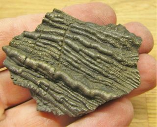 Rare pyrite crinoid 58 mm fossil UK Jurassic Pentacrinites fossilis Charmouth 2