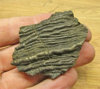 Rare pyrite crinoid 58 mm fossil UK Jurassic Pentacrinites fossilis Charmouth 3
