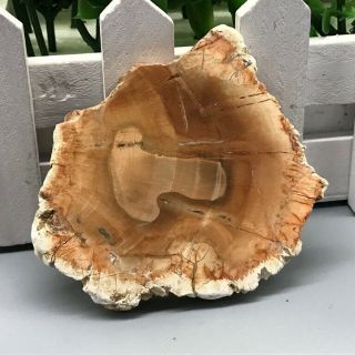 Petrified Wood Round - Fossil From Madagascar Mineral Specimen