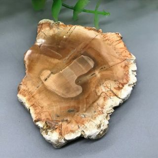 Petrified Wood Round - Fossil From Madagascar Mineral Specimen 3