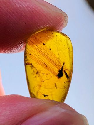 0.  45g Unknown Bug Wings Burmite Myanmar Burma Amber Insect Fossil Dinosaur Age
