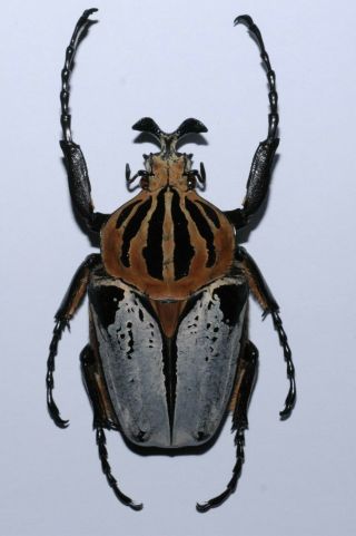 Goliathus Cacicus From Rci,  84 Mm