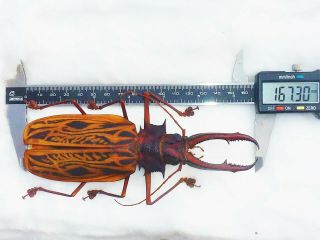 Macrodontia Cervicornis Huge Male 167,  30mm Rarity Cerambycidae Prioninae Peru