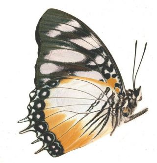 Nymphalidae Charaxes lydiae from Cameroon 2