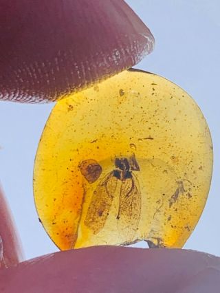 0.  54g Unknown Bug Wings Burmite Myanmar Burmese Amber Insect Fossil Dinosaur Age