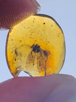 0.  54g unknown bug wings Burmite Myanmar Burmese Amber insect fossil dinosaur age 2