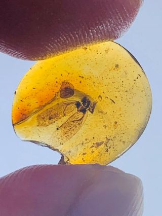 0.  54g unknown bug wings Burmite Myanmar Burmese Amber insect fossil dinosaur age 3