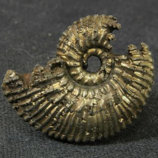 1.  1in/2.  9cm Shine Pyrite Ammonite Kosmoceras Pollucinum Jurassic Russia