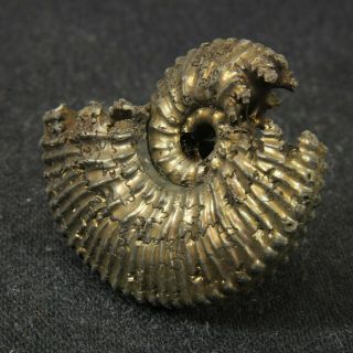 1.  1in/2.  9cm shine pyrite Ammonite Kosmoceras pollucinum Jurassic Russia 3