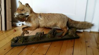 Adorable Vintage Large Red Fox Taxidermy,  Pre 1947