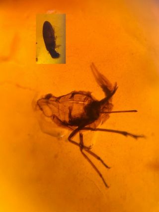 Cicada&unknown Beetle Burmite Myanmar Burmese Amber Insect Fossil Dinosaur Age