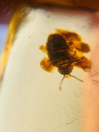 Beetle Around By Unknown Items Burmite Myanmar Amber Insect Fossil Dinosaur Age