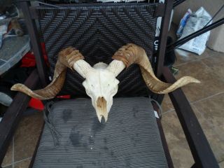 Large Ram/sheep Skull Bone Science Animal Teeth Bones Halloween