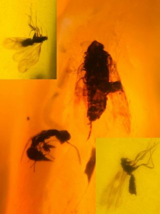 Cicada&wasp Bee&2 Flies Burmite Myanmar Burmese Amber Insect Fossil Dinosaur Age
