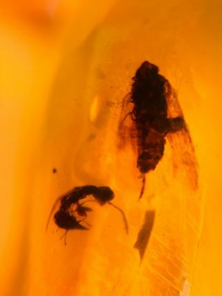 cicada&wasp bee&2 flies Burmite Myanmar Burmese Amber insect fossil dinosaur age 2