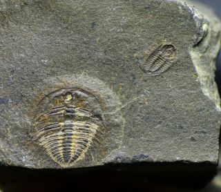Changaspis,  Rare Arthricocephalites Trilobite From The Balang Lagerstätte