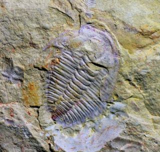 Interesting Unknown Trilobite Fossil Early Cambrian,  Guanshan Biota
