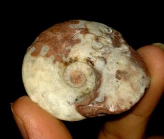 Ammonite Fossil,  Daraelitidae From Timor,  39mm