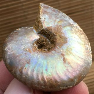 33 G Rainbow Ammonite Fossil Natural Mineral Specimens From Madagascar 506
