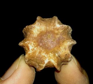 Blastoid Fossil,  Deltoblastus Timorensis From Timor,  Indonesia,  22mm