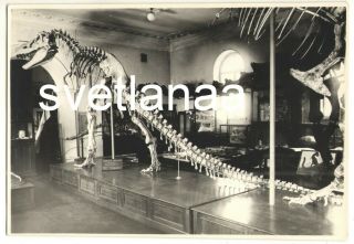 Rare 1950s Dinosaur Tarbosaurus Tyrannosaurus Rex Museum Paleontology Photo Card