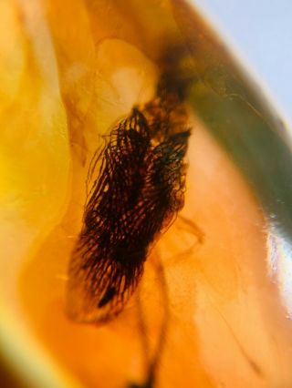 1g Unique Adult Roach Burmite Myanmar Burmese Amber Insect Fossil Dinosaur Age