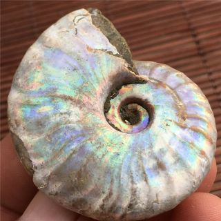 37 G Rainbow Ammonite Fossil Natural Mineral Specimens From Madagascar 505