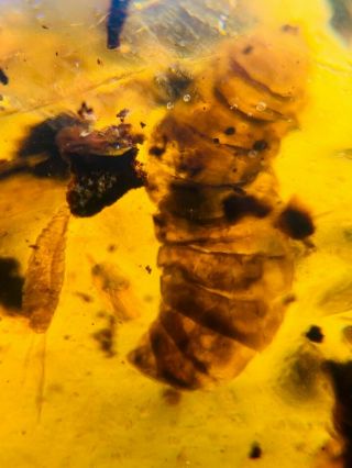 2 Uncommon Unknown Worm Burmite Myanmar Burmese Amber Insect Fossil Dinosaur Age
