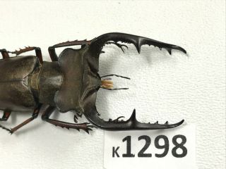 K1298 Unmounted Rare Beetle Lucanus Fujitai 60mm ?? Vietnam