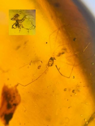 Long Legs Bug&spider Burmite Myanmar Burmese Amber Insect Fossil Dinosaur Age