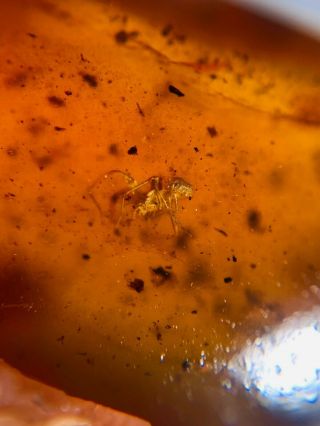 Spider&2 Diptera Fly Burmite Myanmar Burmese Amber Insect Fossil Dinosaur Age