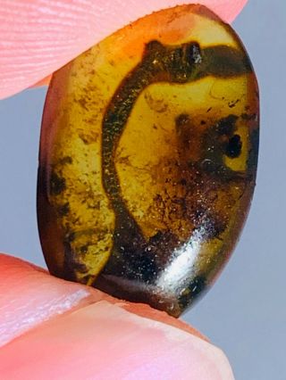 0.  61g Unknown Items Burmite Myanmar Burmese Amber Insect Fossil Dinosaur Age
