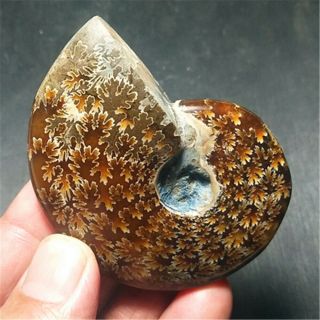 75.  5g Natural Conch Fossil Specimens Of Madagascar 19110503