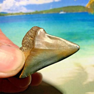 1 3/4 " Mako Shark Tooth Fossil.  Colors On The Blade And Root.