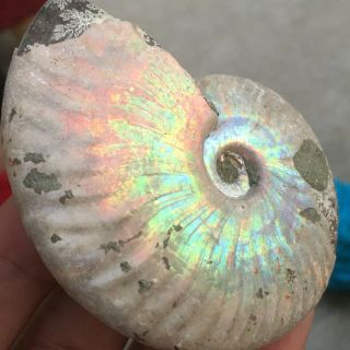 92g Ammonite Fossil Natural Mineral Specimens From Madagascar C709