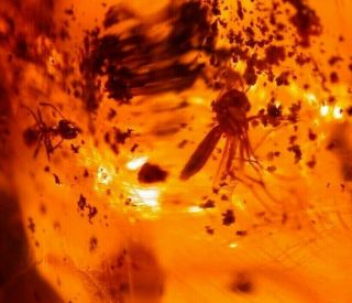 Worker Ant With Fungus Gnat In Large Authentic Dominican Amber Fossil 5 Grams
