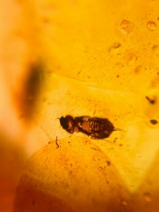Unknown Bug Larva Skin Burmite Myanmar Burmese Amber Insect Fossil Dinosaur Age