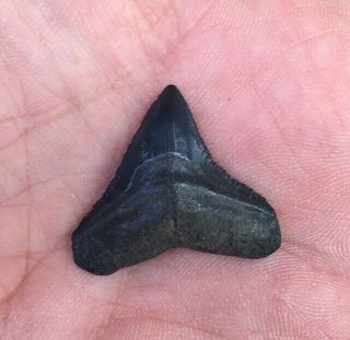 Xl Fossil Bull Shark Tooth Florida Huge